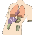 身体里面的肺，肚子等器官是什么成语