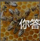 蜜蜂蚱蜢毛虫各种各样的昆虫参加选美大赛